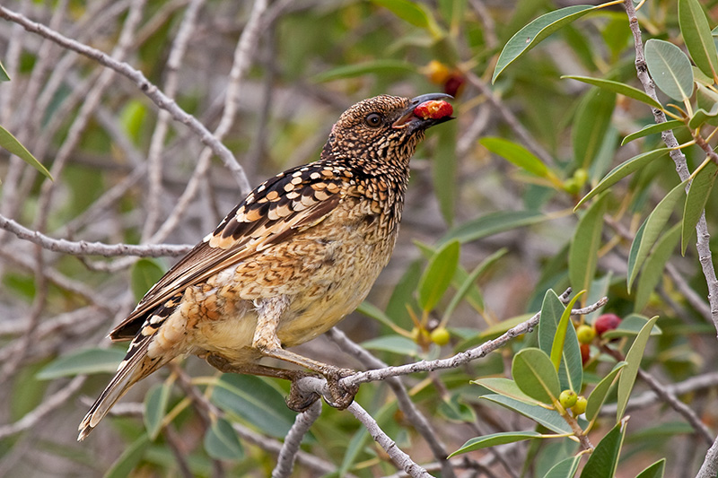 _MG_4557mw.jpg - Western Bowerbird (Chlamydera guttata) - Jesse Gap, Alice Springs, NT